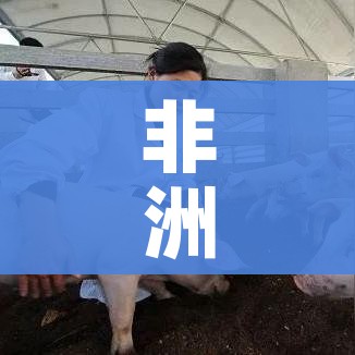 非洲猪瘟最新疫情（非洲猪瘟最新疫情防控政策）