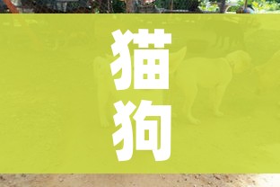 猫狗会感染新冠吗（猫狗会感染新冠吗会传染吗）