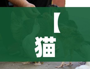 【猫会感染新型冠状病毒吗/猫会感染新冠疫情吗】 【猫会感染新型冠状病毒吗/猫会感染新冠疫情吗】